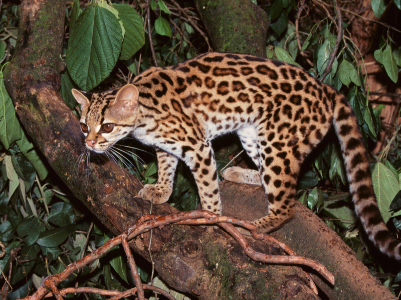 Illustration for article titled Caturday - Leopardus wiedii Edition